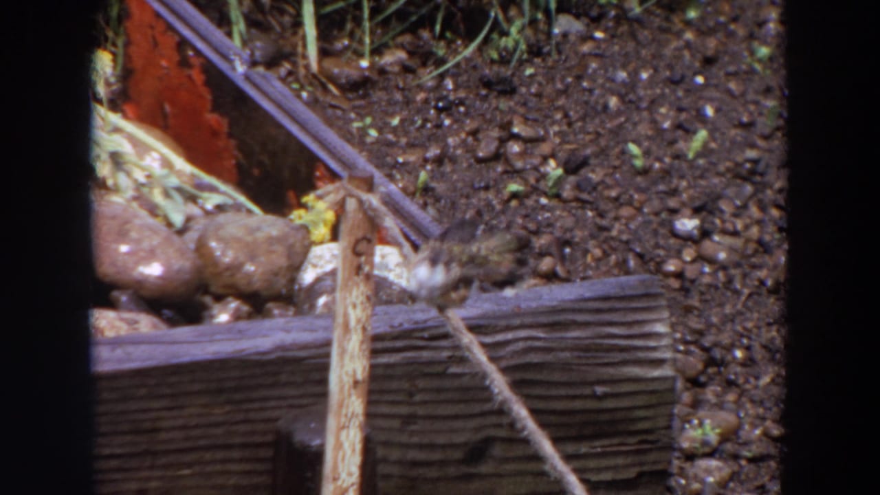 In a Washington 1964 garden view, the small bird remains near the wooden border, with dark soil and stones behind it.