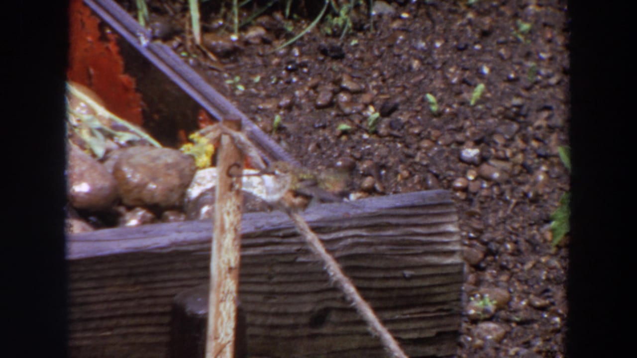 The bird appears lower along the weathered garden edge in this 1964 Washington 8mm frame, near a vertical stake and soil.