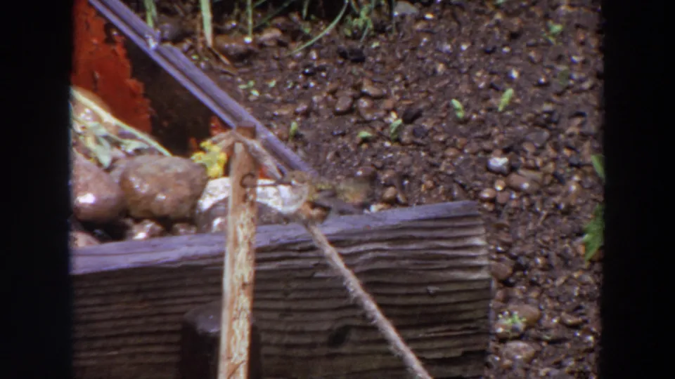 The bird appears lower along the weathered garden edge in this 1964 Washington 8mm frame, near a vertical stake and soil.