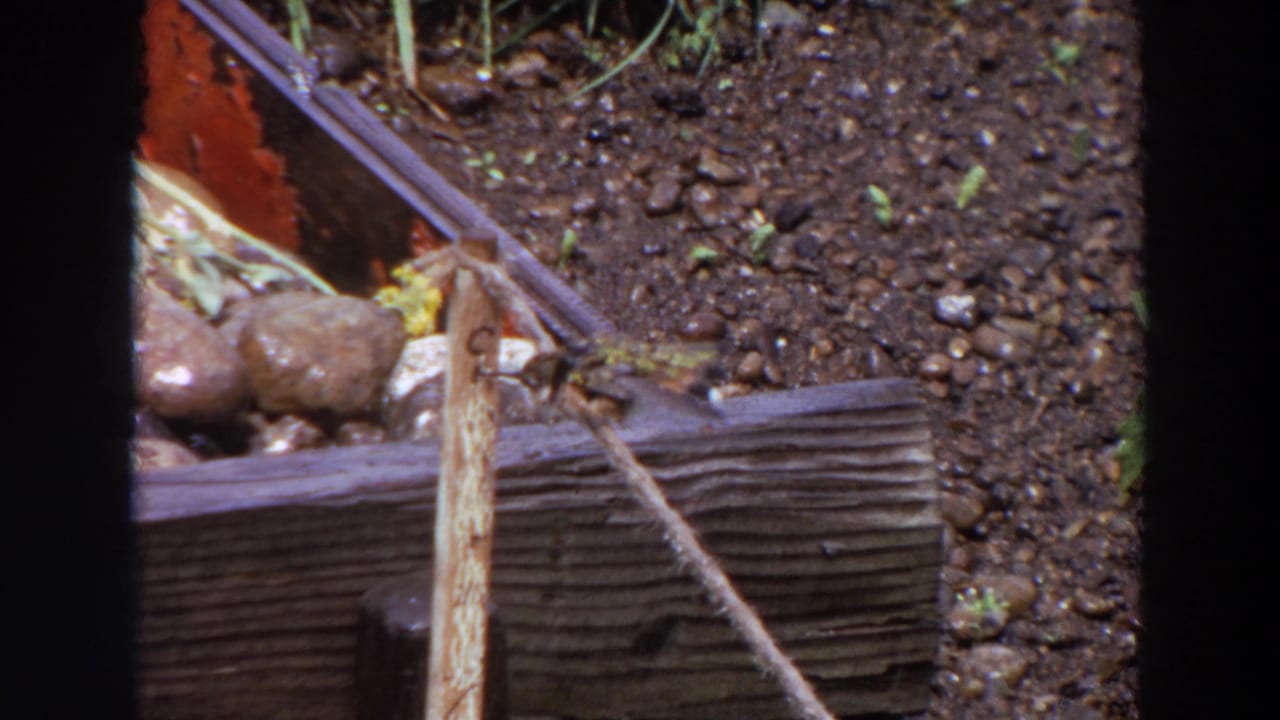 A small bird is partly motion-blurred near the stick and garden edging in the Washington 1964 home-movie frame.