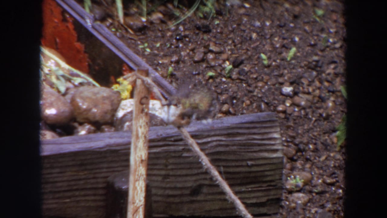 Small bird near a thin stick above wooden garden edging and pebbled soil.
