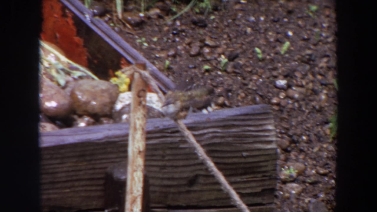 The bird remains near the upright stick in a close 1964 Washington garden view with soil and weathered wood visible.