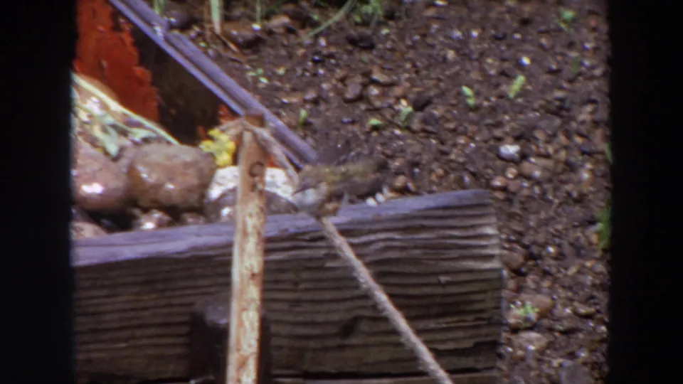 The bird remains near the upright stick in a close 1964 Washington garden view with soil and weathered wood visible.