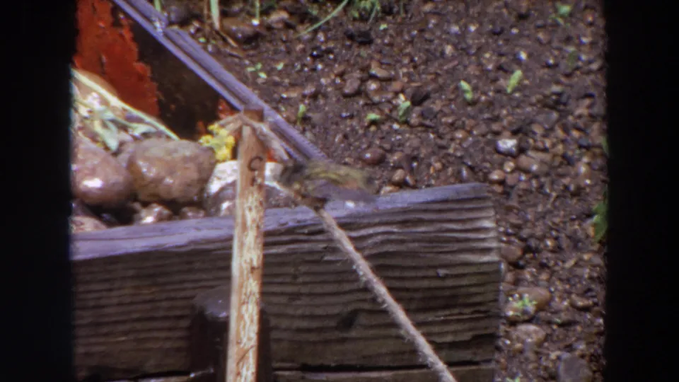The small bird shifts near the stick in the 1964 Washington garden footage, with slight motion blur from movement.