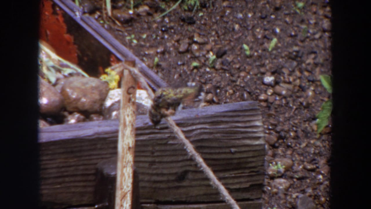 A small bird balances on or beside the thin stick in the Washington 1964 garden scene, framed by soil and wood edging.