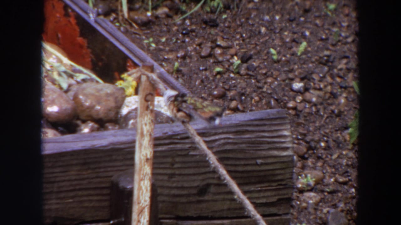 Small brown bird perched on a tan rope beside weathered wood and garden soil.