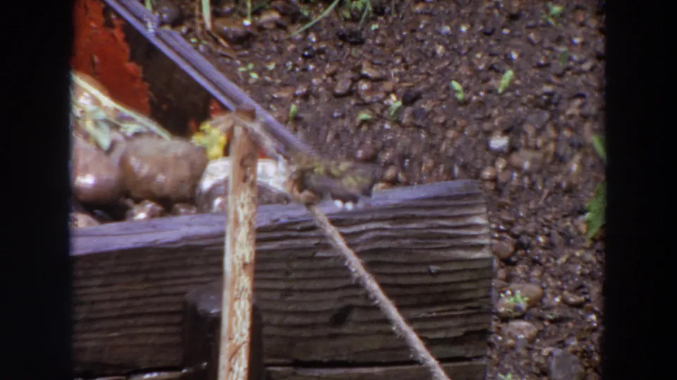 A small brown bird appears on the rope near a wooden garden edge, with pebbled soil and sparse greenery in the Washington 1964 home-movie frame.