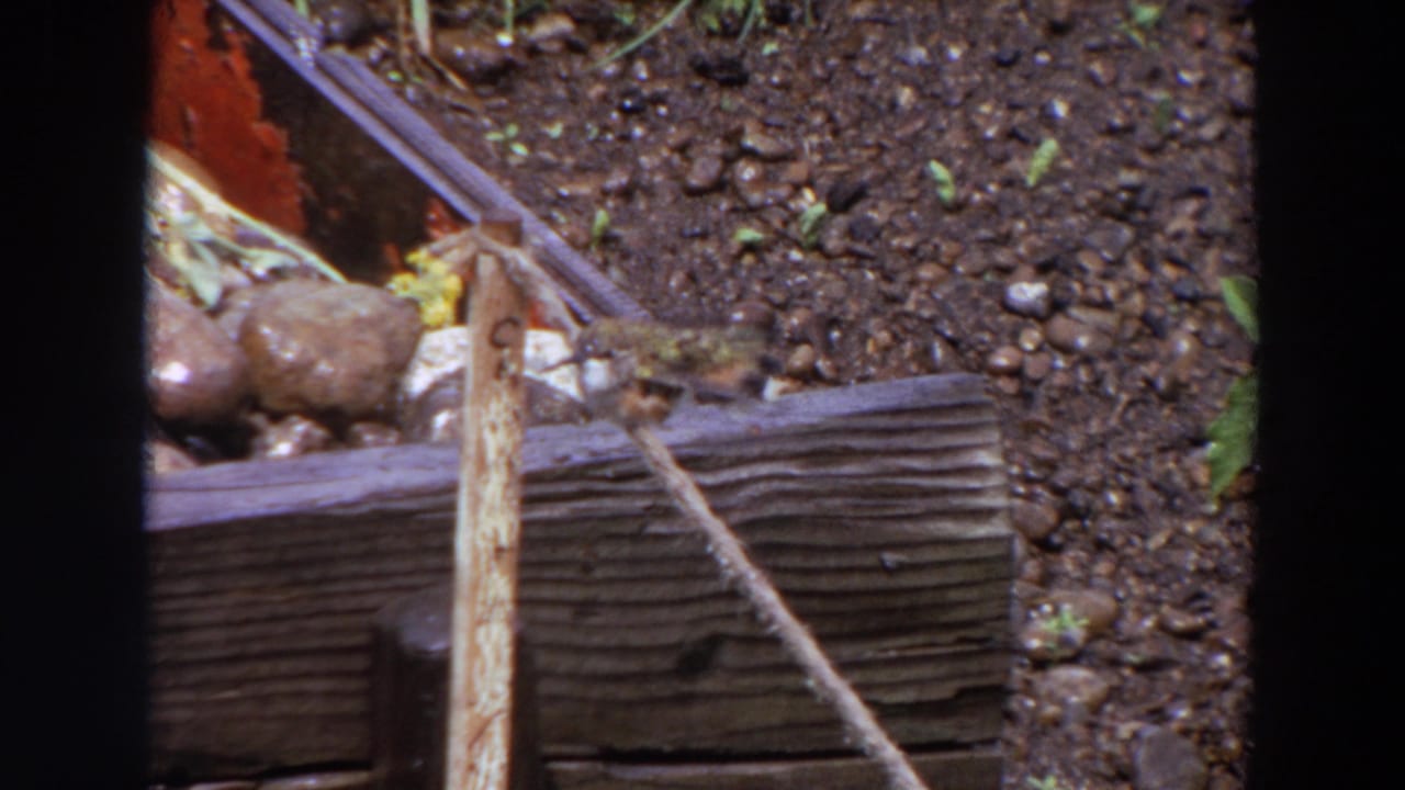 The 8mm frame shows the small bird still near the rope and wood, with dark garden soil, pebbles, and a few green sprouts around it.