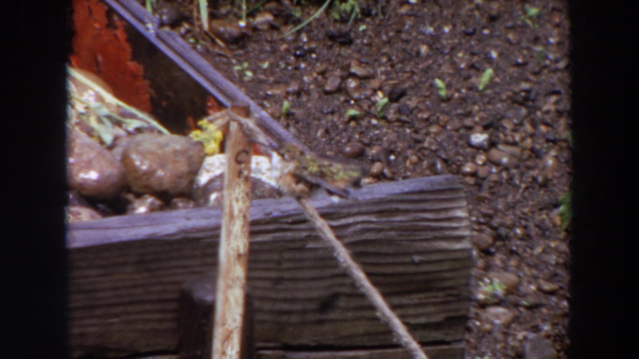 A small brown bird is seen near the stretched rope and weathered wood in the Washington garden scene, with soil, pebbles, and bits of greenery visible.