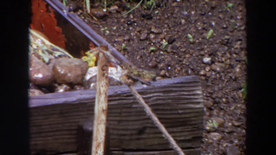 A small brown bird is seen near the stretched rope and weathered wood in the Washington garden scene, with soil, pebbles, and bits of greenery visible.
