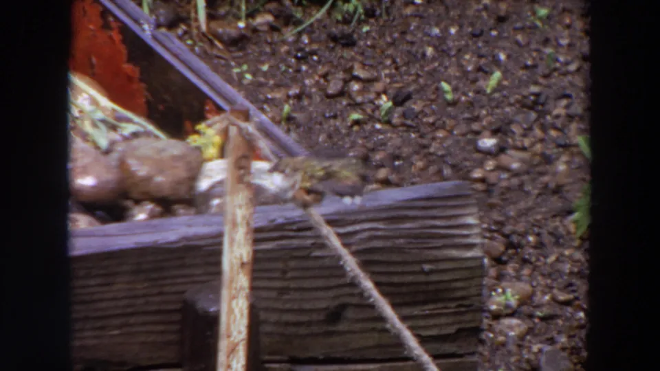 1964 Washington 8mm frame showing a brown bird by a worn fence post, gravel path, and garden area in bright daylight.