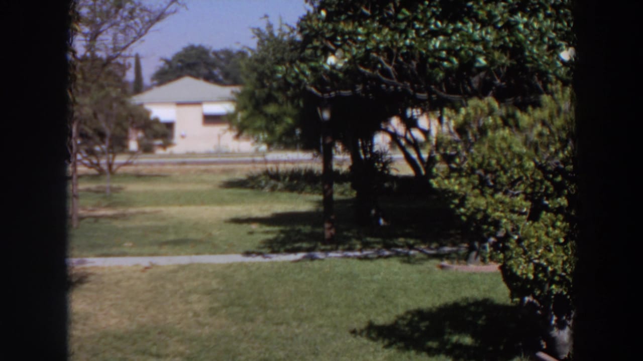 1964 Washington residential yard with a sunlit lawn, trees, shrubs, sidewalk, and a single-story house in the background.