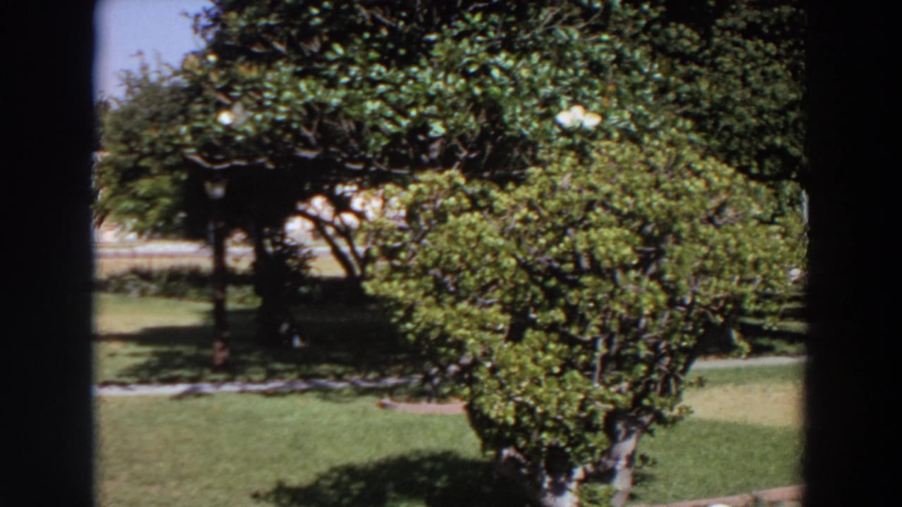 1964 Washington yard view with flowering tree branches, dense shrubs, sunlit grass, and a partly obscured house behind foliage.