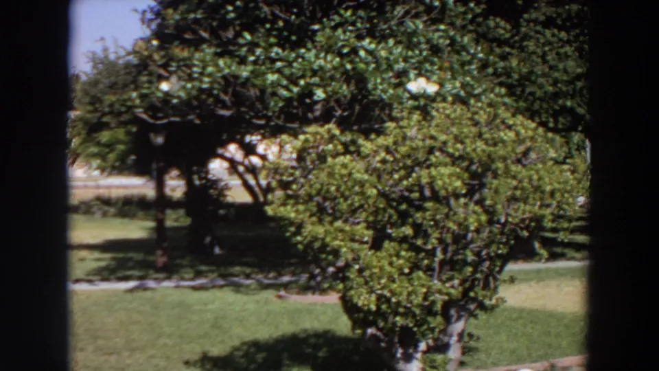 1964 Washington yard view with flowering tree branches, dense shrubs, sunlit grass, and a partly obscured house behind foliage.