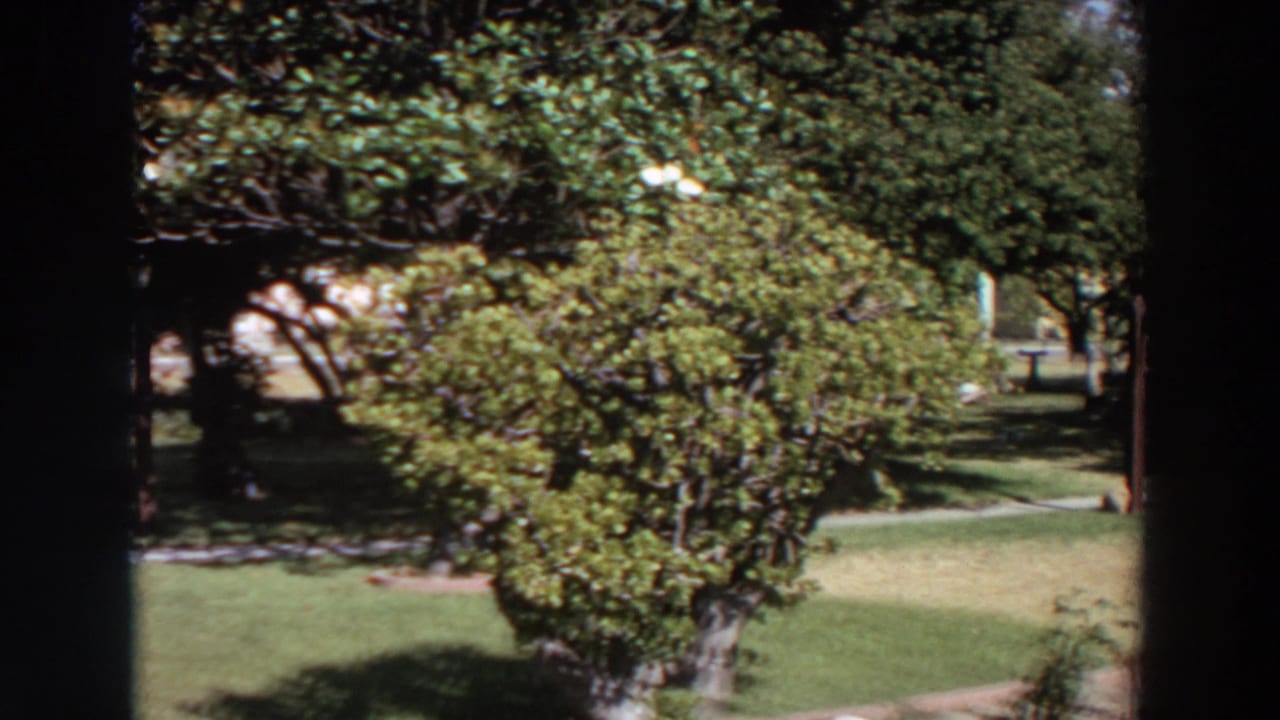 Sunny yard with lawn, shrubs, trees, walkway, and dark window-like frame edges.