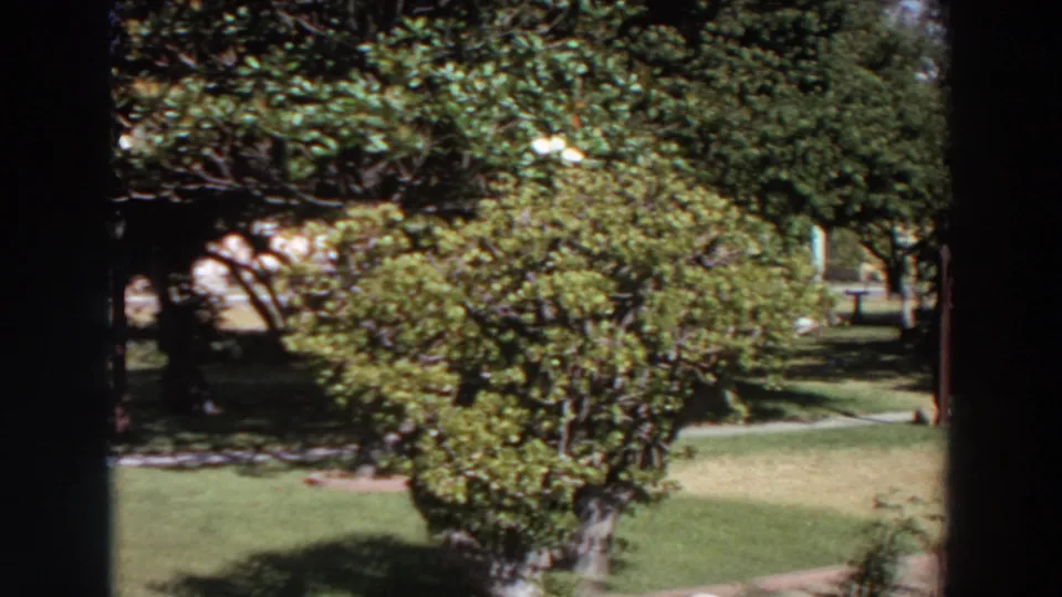 1964 Washington home-movie frame showing a sunlit residential yard with lawn, shrubs, trees, and a walkway, partly bordered by dark edges.