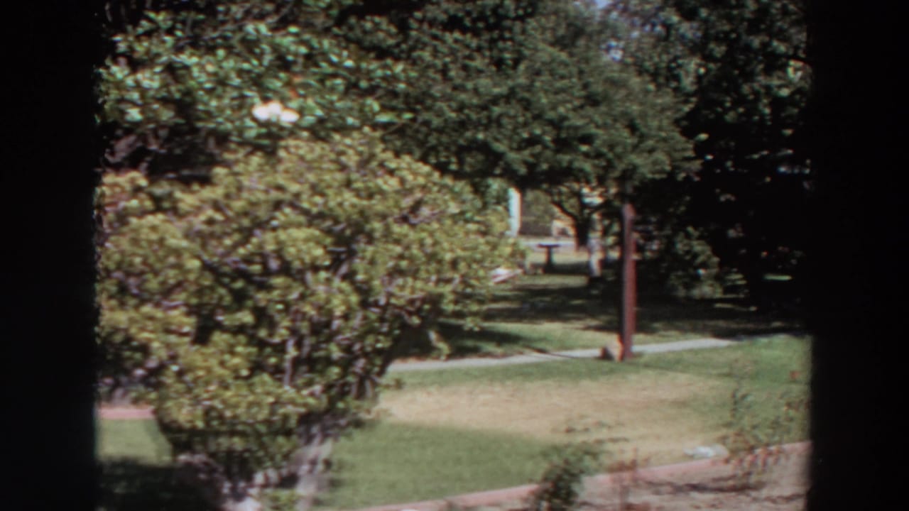 1964 Washington yard view with mature trees, clipped shrubs, lawn, a walkway, and a red-brown post in the middle distance.