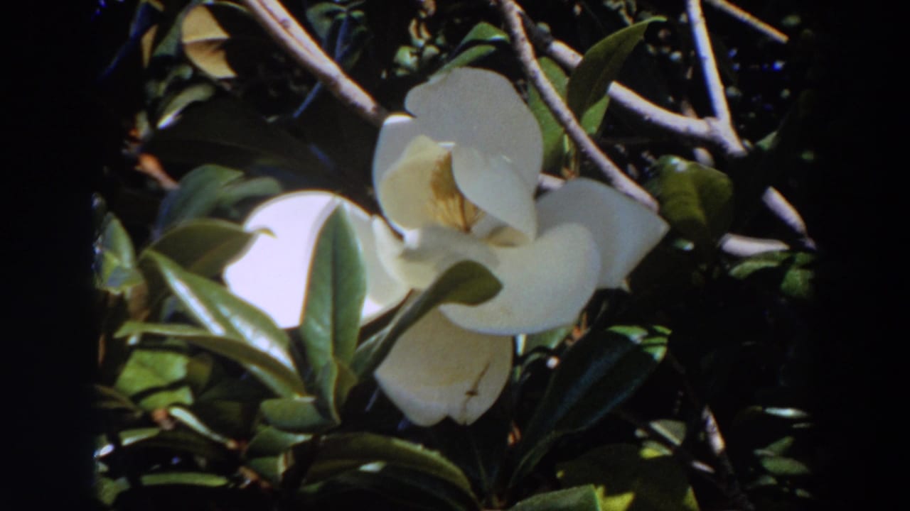 Close view of a white magnolia blossom with glossy leaves and branches, filmed in Washington according to clip metadata.