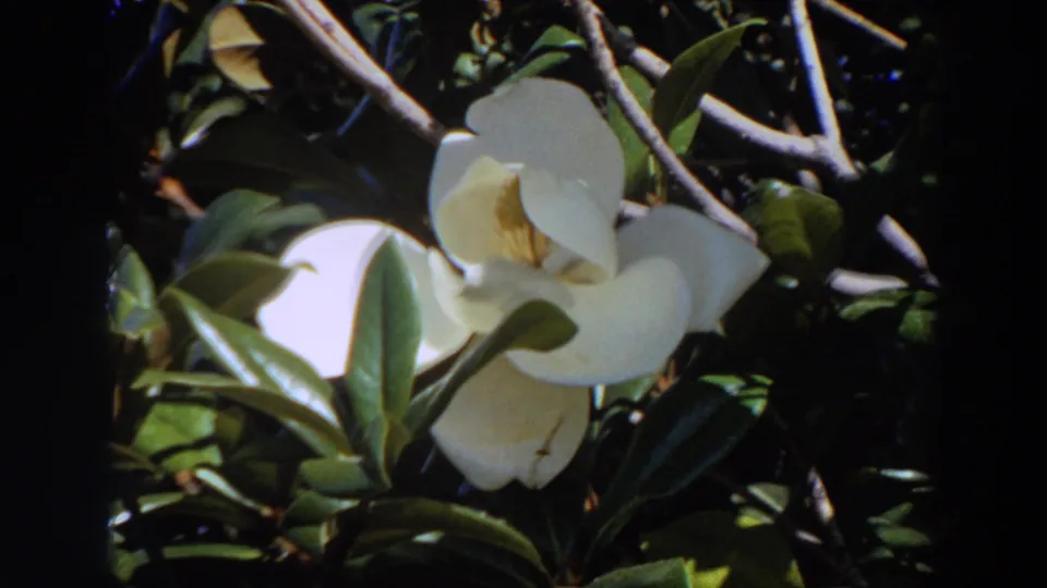 Close view of a white magnolia blossom with glossy leaves and branches, filmed in Washington according to clip metadata.