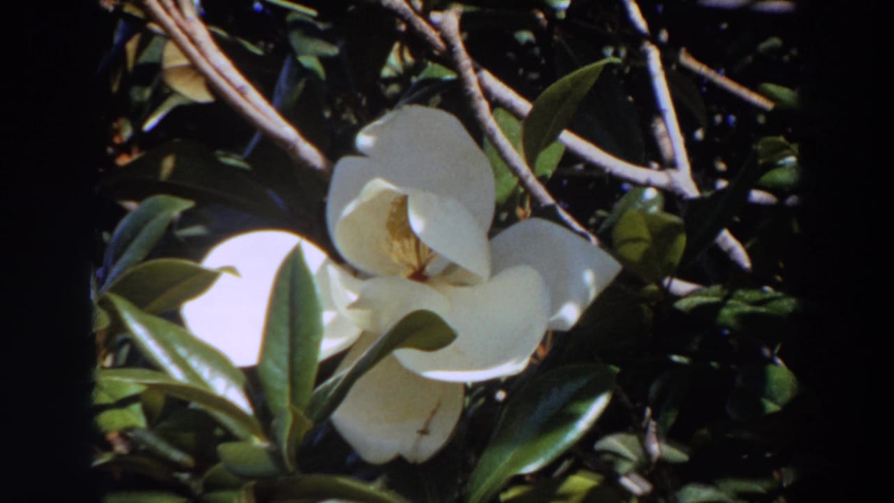 Home-movie close-up of a white magnolia flower, with petals partly shaded by surrounding glossy leaves.