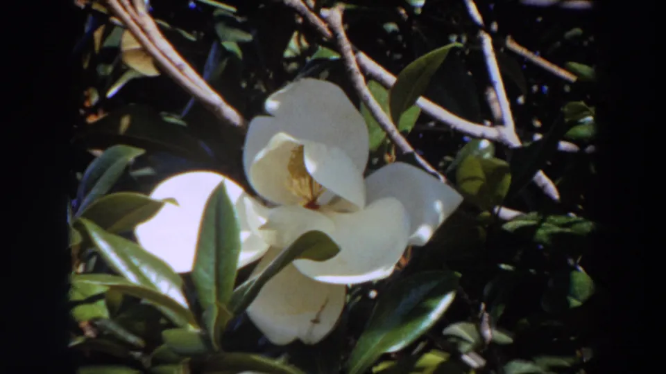 Home-movie close-up of a white magnolia flower, with petals partly shaded by surrounding glossy leaves.