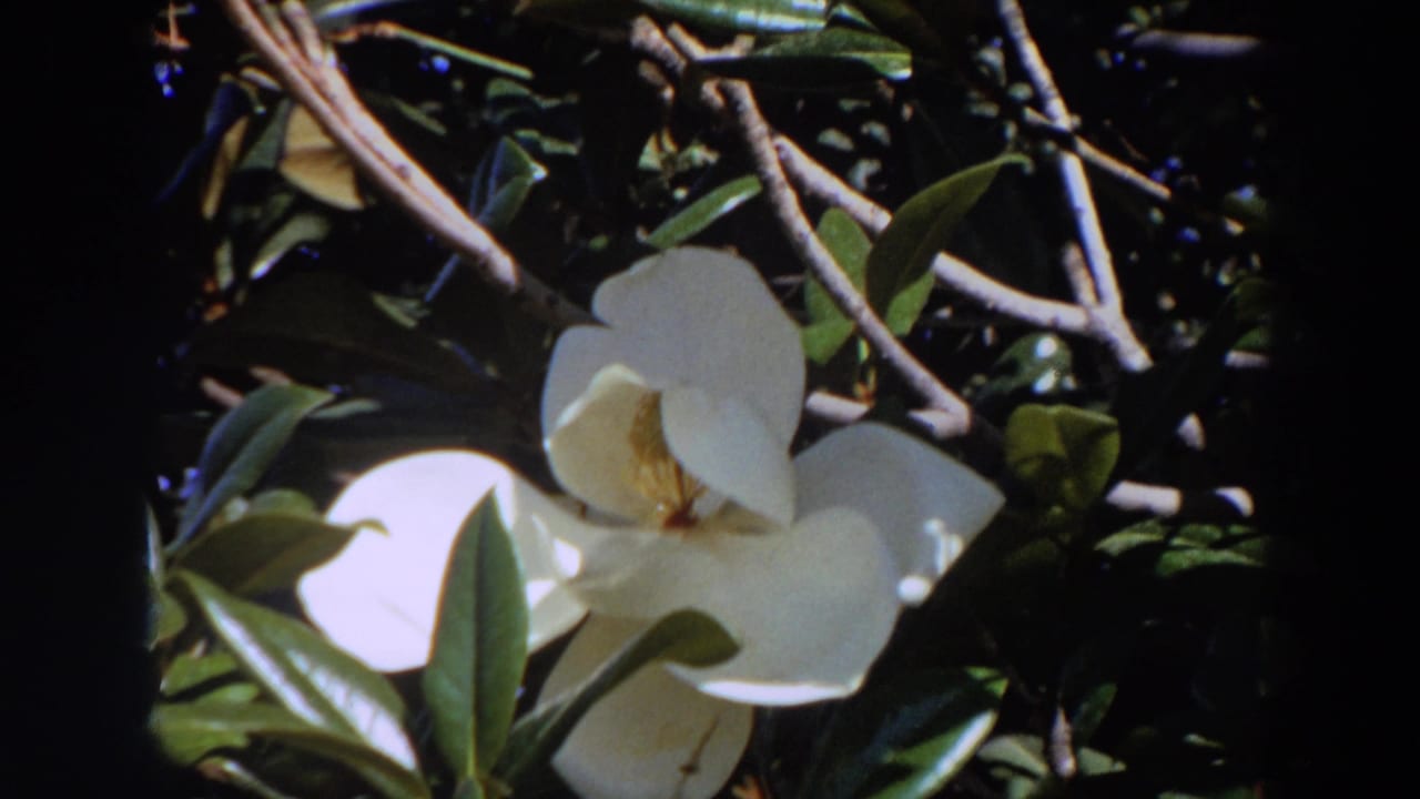 Final close-up of the white magnolia bloom against branches and dense green foliage in the 8mm garden footage.