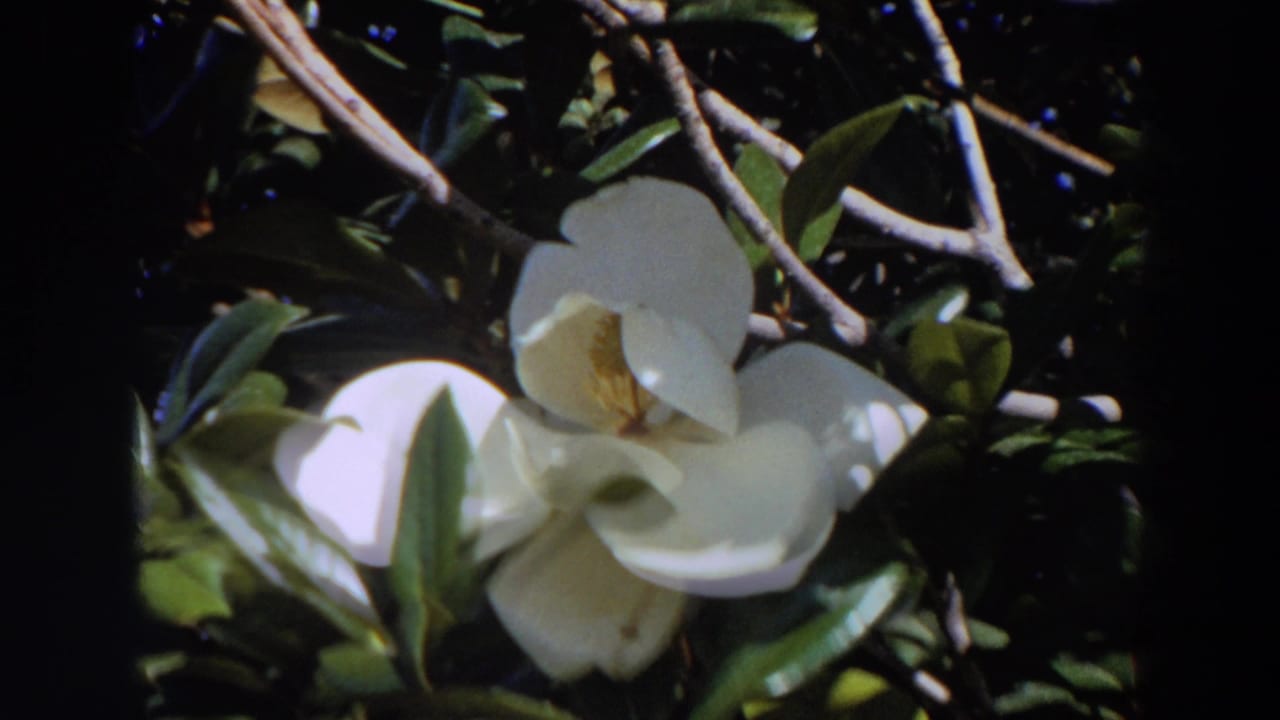 White magnolia flower among glossy leaves and branches in sunlight.