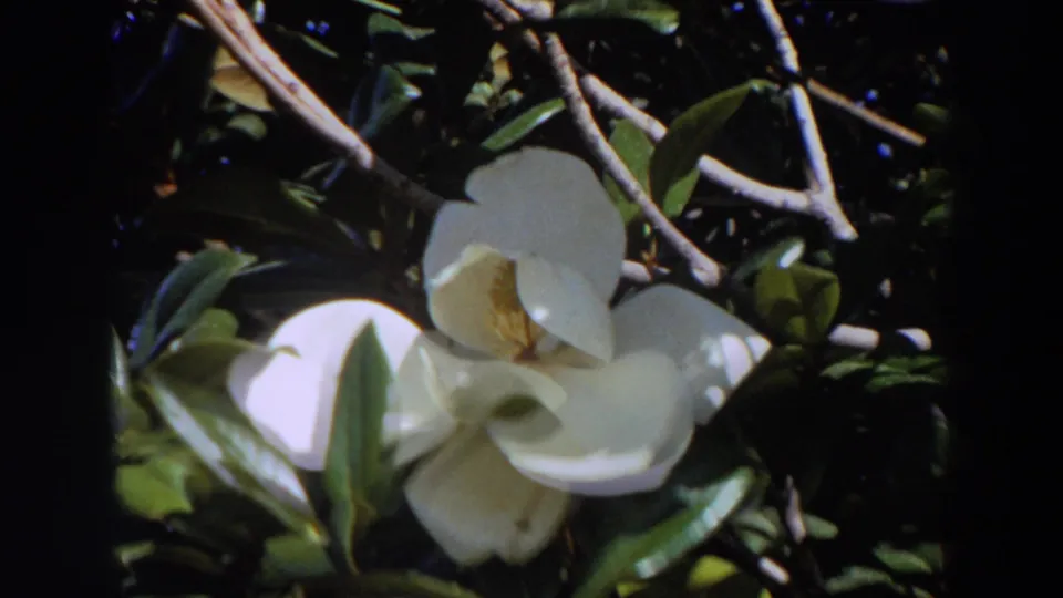1964 Washington 8mm frame showing a white magnolia bloom set against dark green leaves and thin branches.