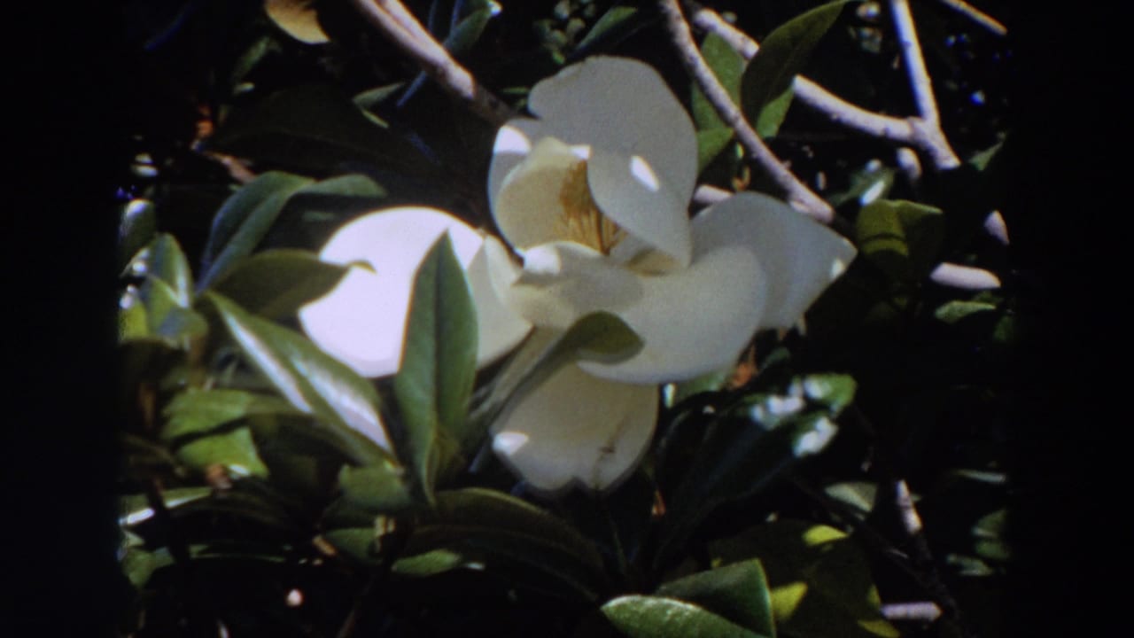 1964 Washington 8mm close-up of a white magnolia flower with leaves and slender branches around it.