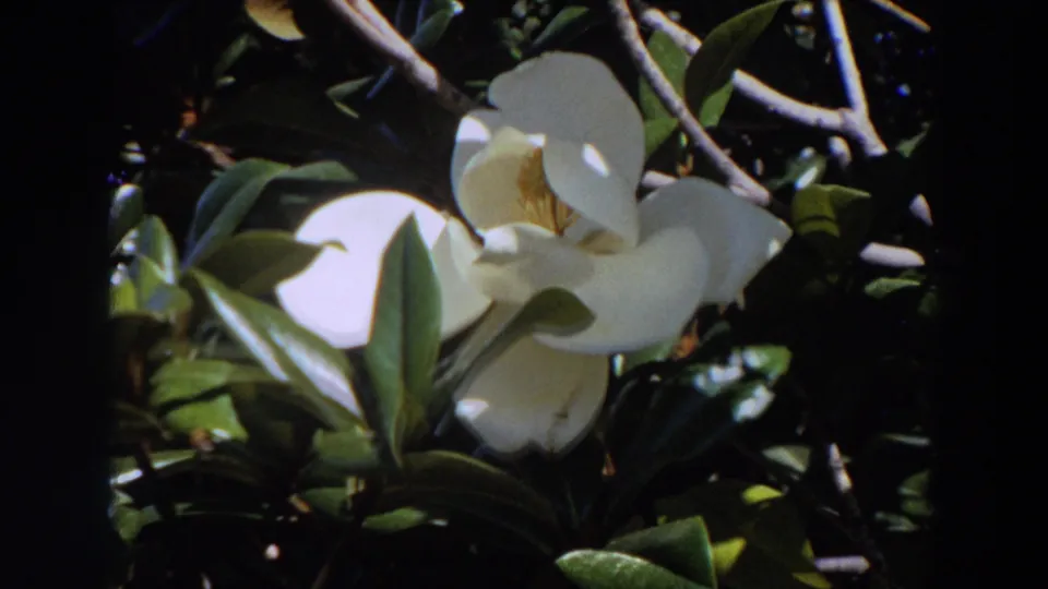 1964 Washington 8mm close-up of a white magnolia flower with leaves and slender branches around it.