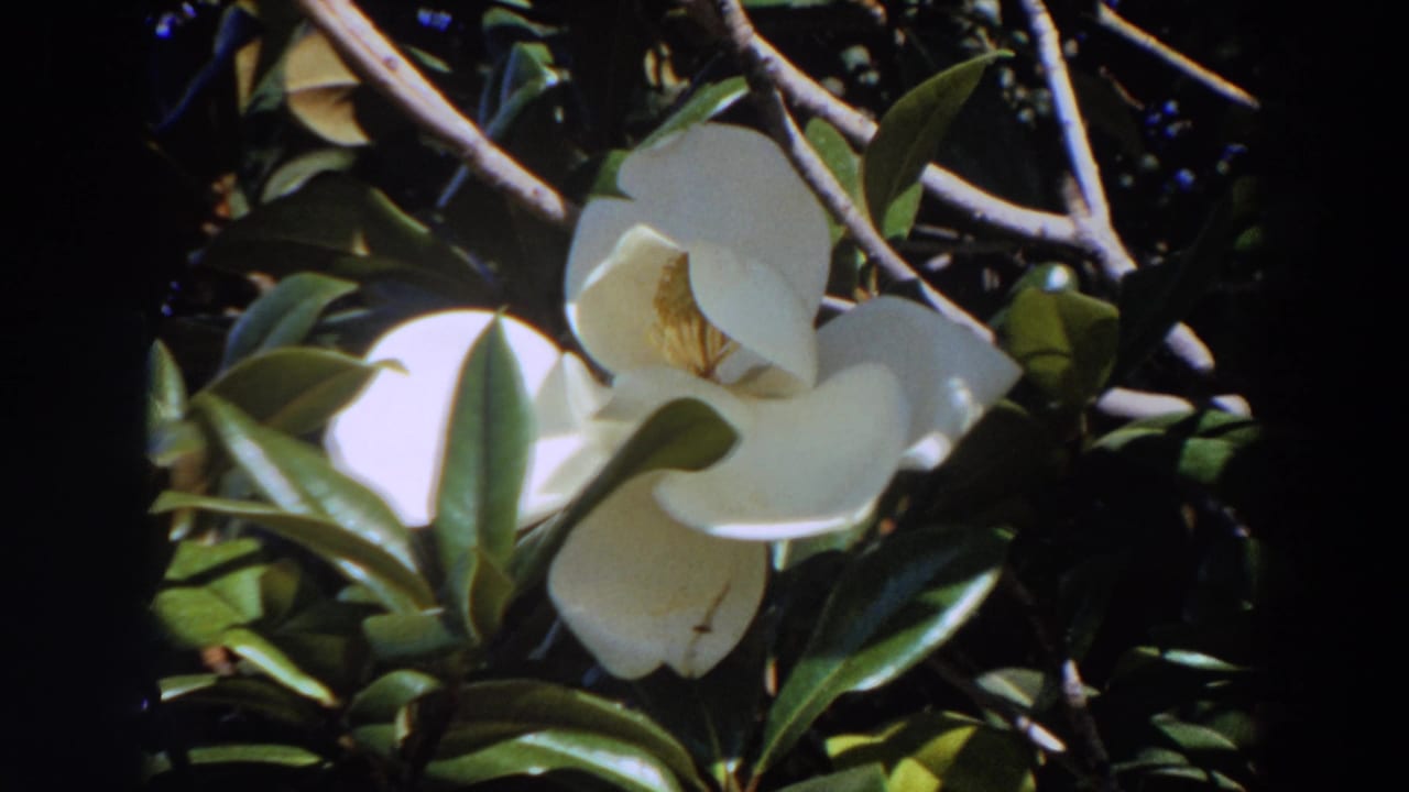 1964 Washington 8mm frame of a sunlit white magnolia flower surrounded by glossy leaves and branches.