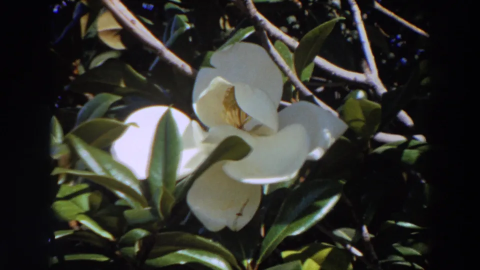 1964 Washington 8mm frame of a sunlit white magnolia flower surrounded by glossy leaves and branches.