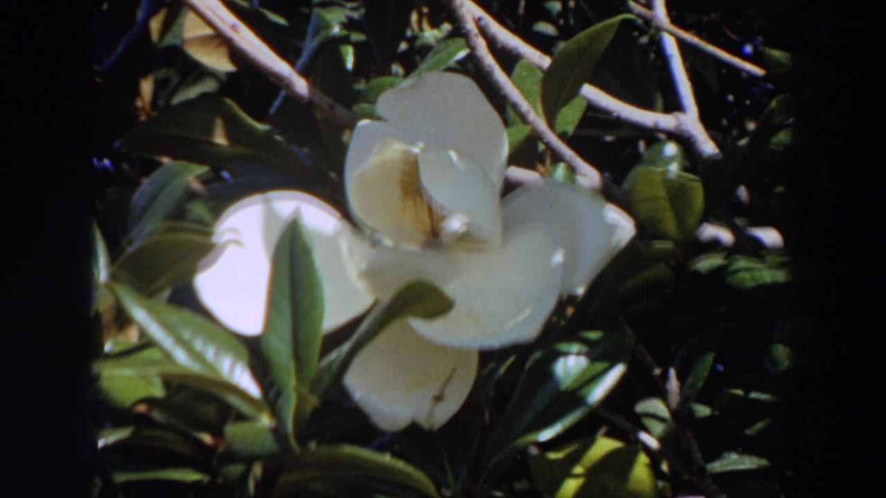 1964 Washington 8mm frame showing the magnolia bloom near the center, with leafy branches and deep shadows behind it.