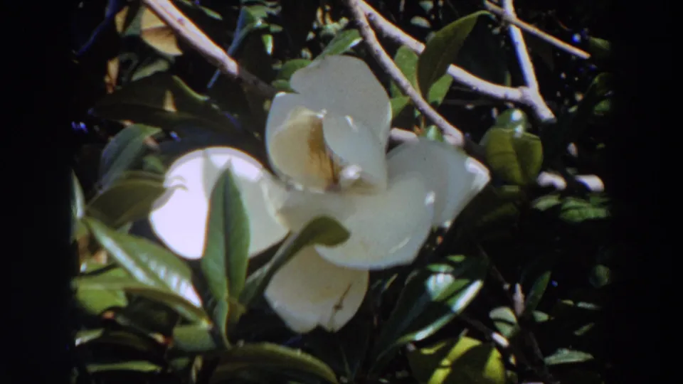 1964 Washington 8mm frame showing the magnolia bloom near the center, with leafy branches and deep shadows behind it.