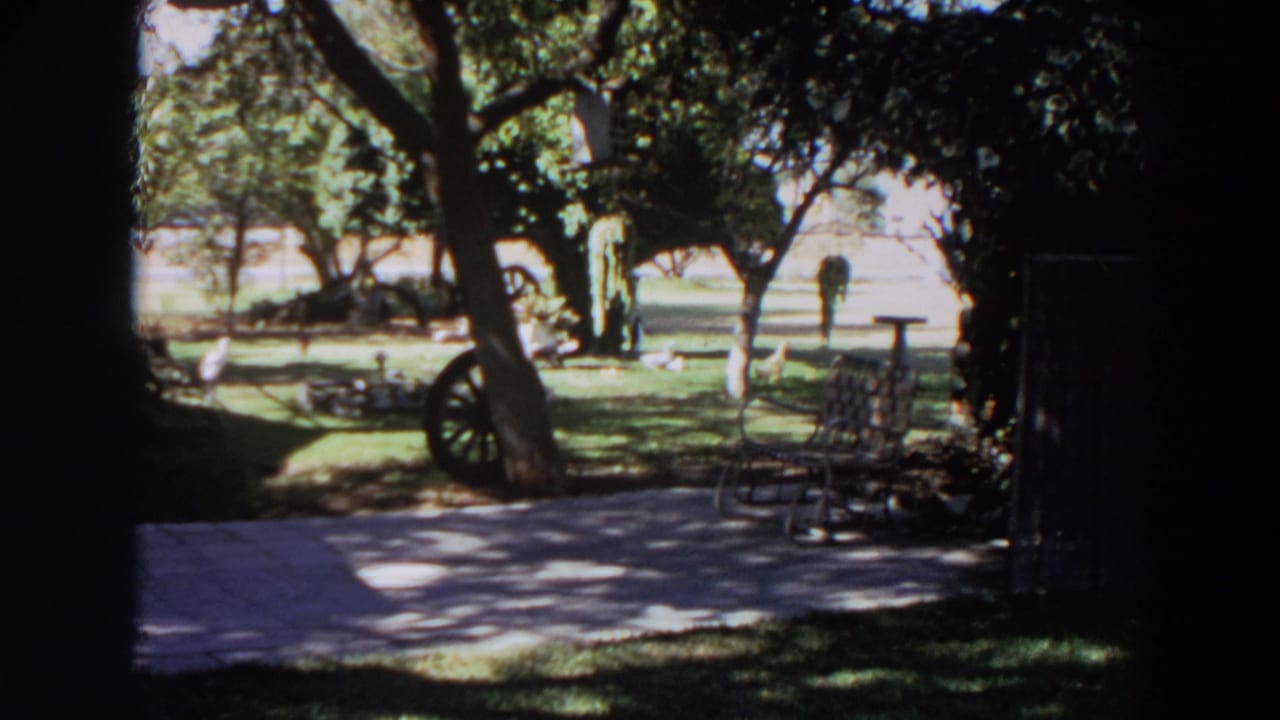 Shaded backyard lawn with trees, patio, metal chair, and wheel beside a tree.