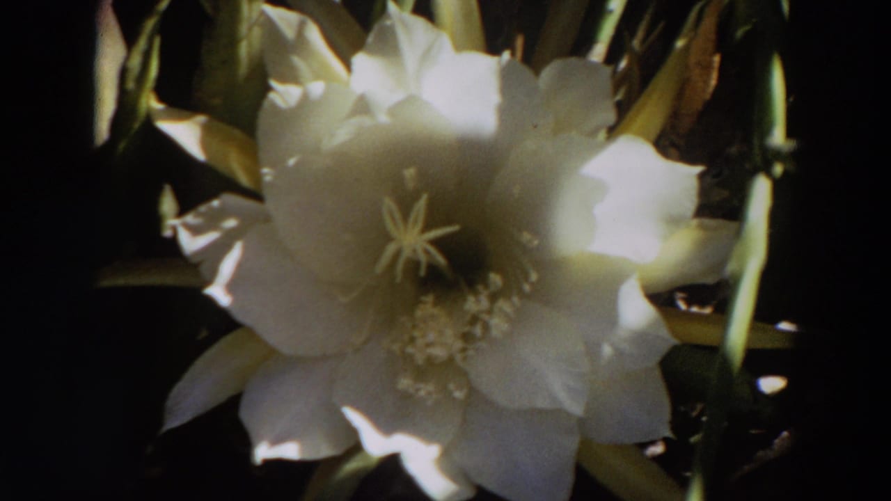 1964 8mm close-up of a white cactus flower with soft focus, bright petals, green buds, and shadowed foliage.
