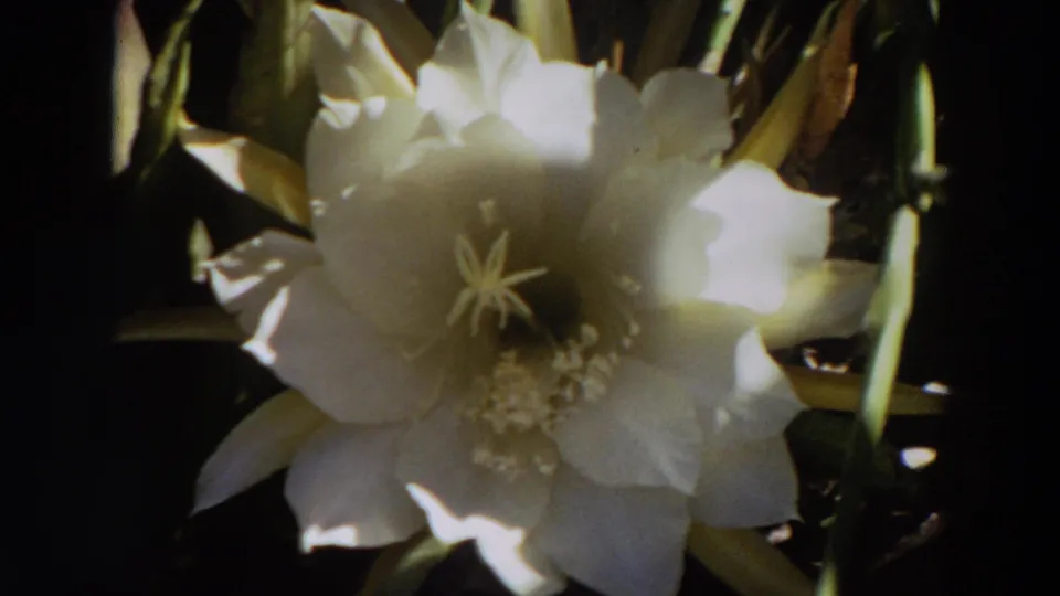 1964 8mm close-up of a white cactus flower with soft focus, bright petals, green buds, and shadowed foliage.