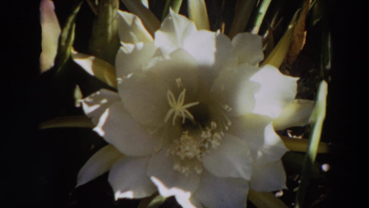 White cactus flower with pale petals and stamens against dark foliage.