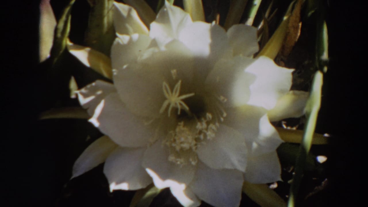 Close 1964 Washington 8mm frame of a white cactus flower with layered petals, visible stamens, and dark plant growth behind it.