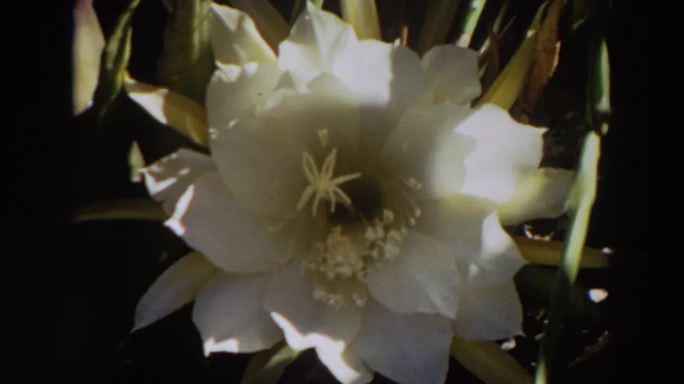 Close 1964 Washington 8mm frame of a white cactus flower with layered petals, visible stamens, and dark plant growth behind it.