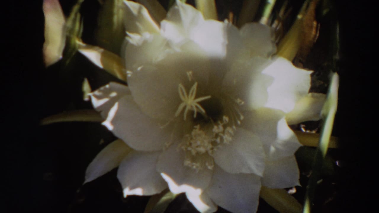 Soft 8mm close-up from the 1964 Washington footage showing a white cactus flower, pale stamens, and shaded green plant stems.