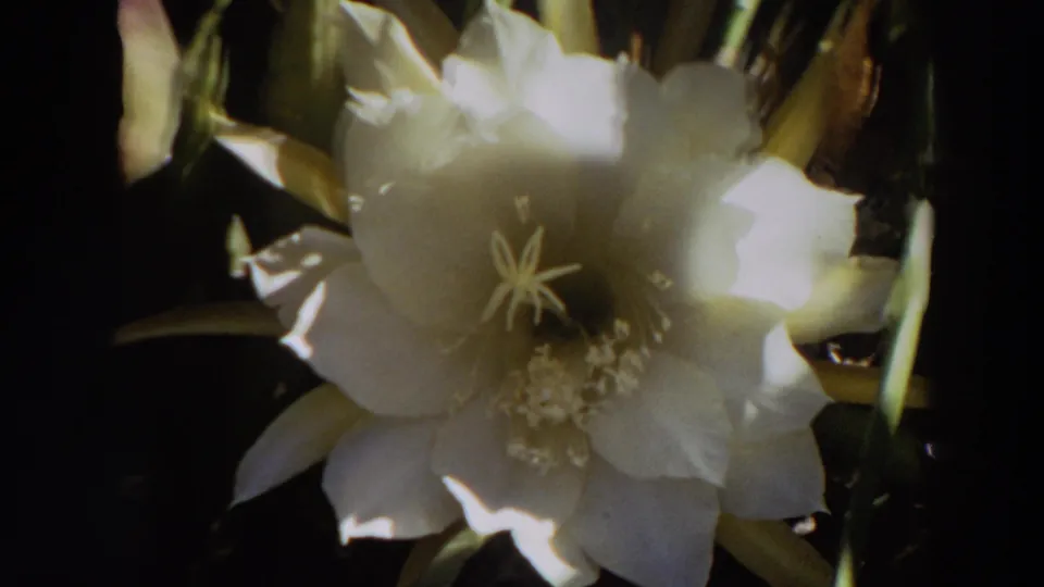 Soft 8mm close-up from the 1964 Washington footage showing a white cactus flower, pale stamens, and shaded green plant stems.