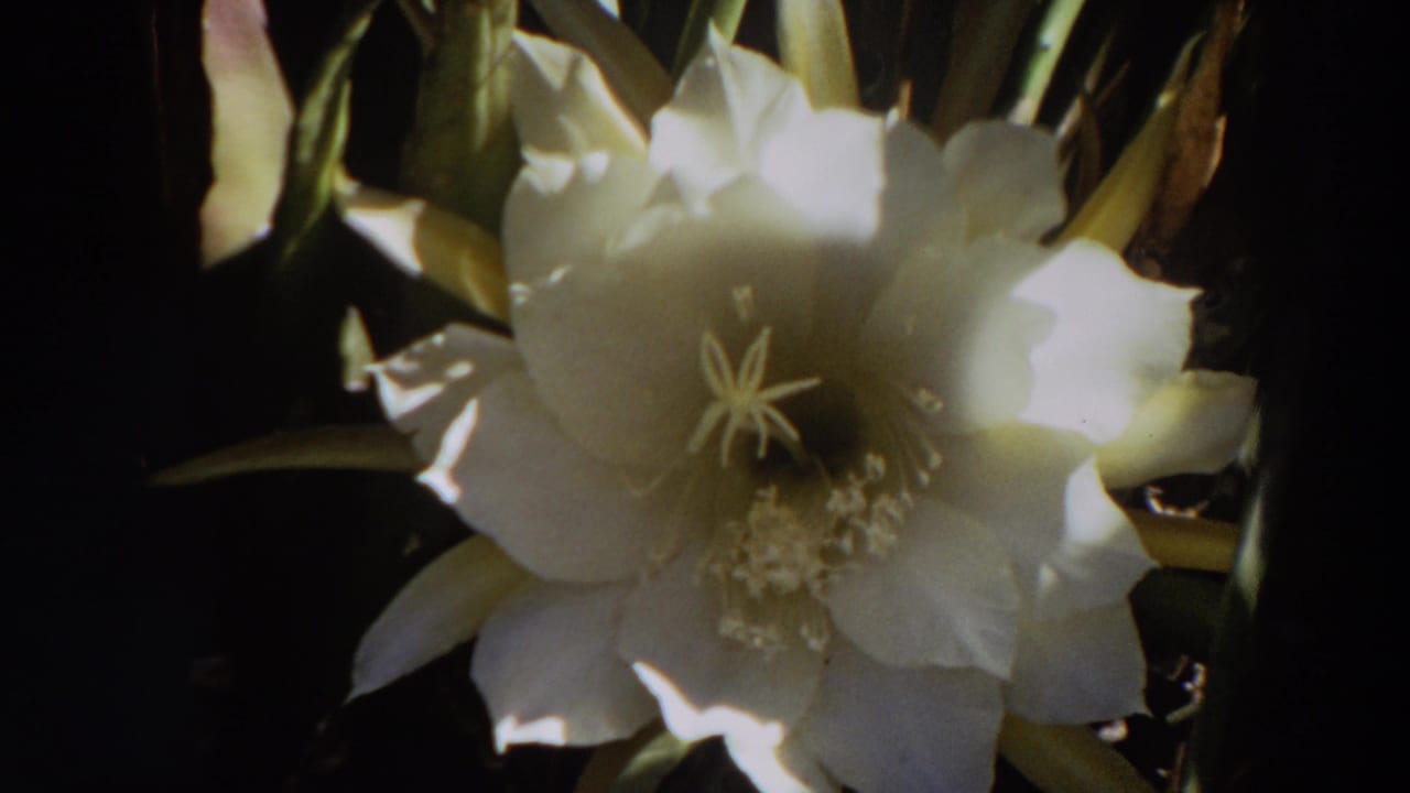 Final close 1964 Washington 8mm frame of the white cactus flower, with bright petals, visible stamens, and shadowed foliage around it.