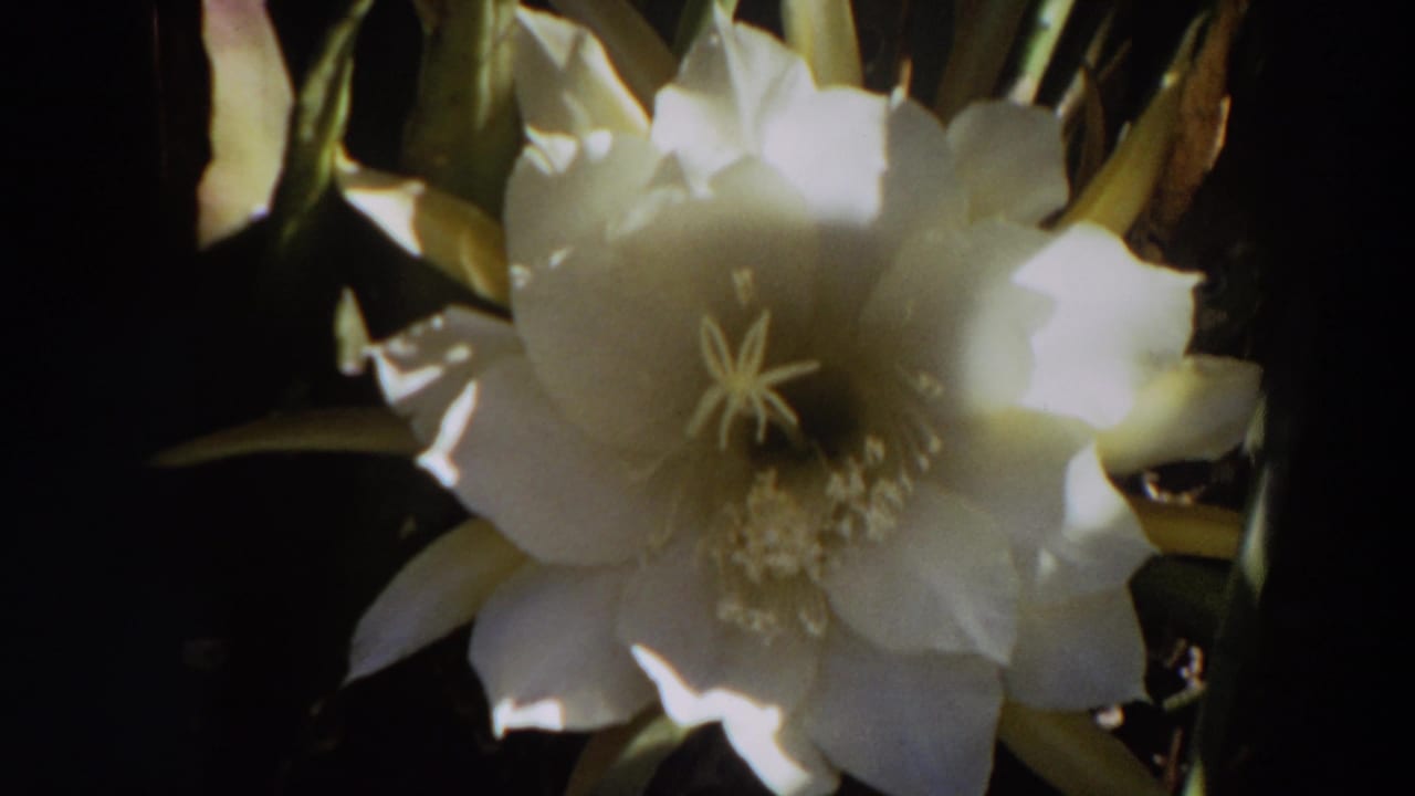Close 8mm home-movie view of a pale flower bloom in shadowed garden foliage, from 1964 Washington footage.