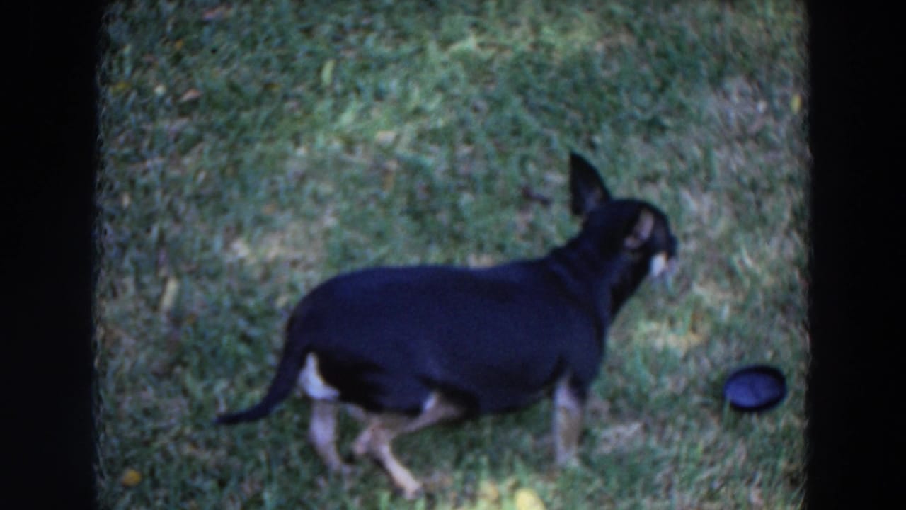 Small black-and-tan dog, likely a Chihuahua, walking across a sun-dappled lawn in 1964 Washington home-movie footage.