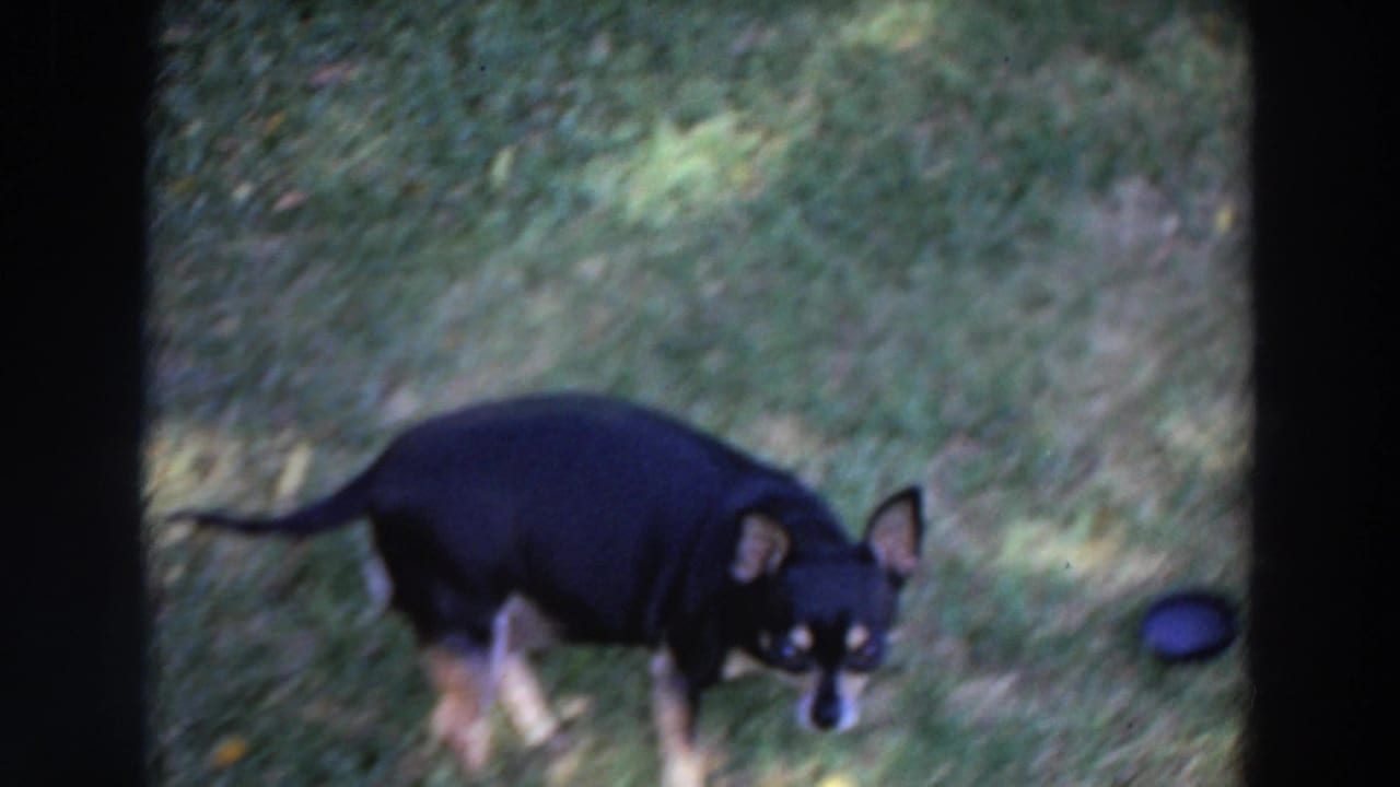 Small black-and-tan dog pauses and looks toward the camera on a shaded lawn in the 1964 Washington home-movie clip.