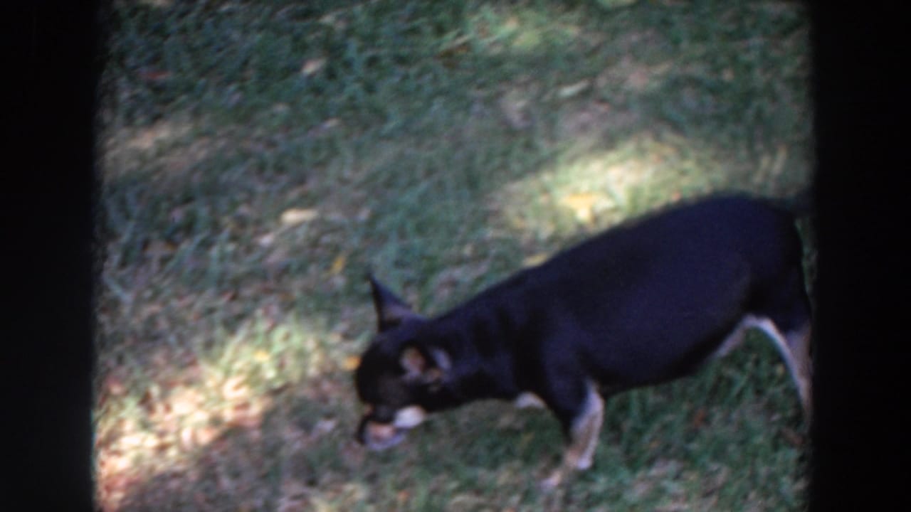 Small black-and-tan dog moves low over the grass, appearing to sniff the lawn in 1964 Washington backyard footage.
