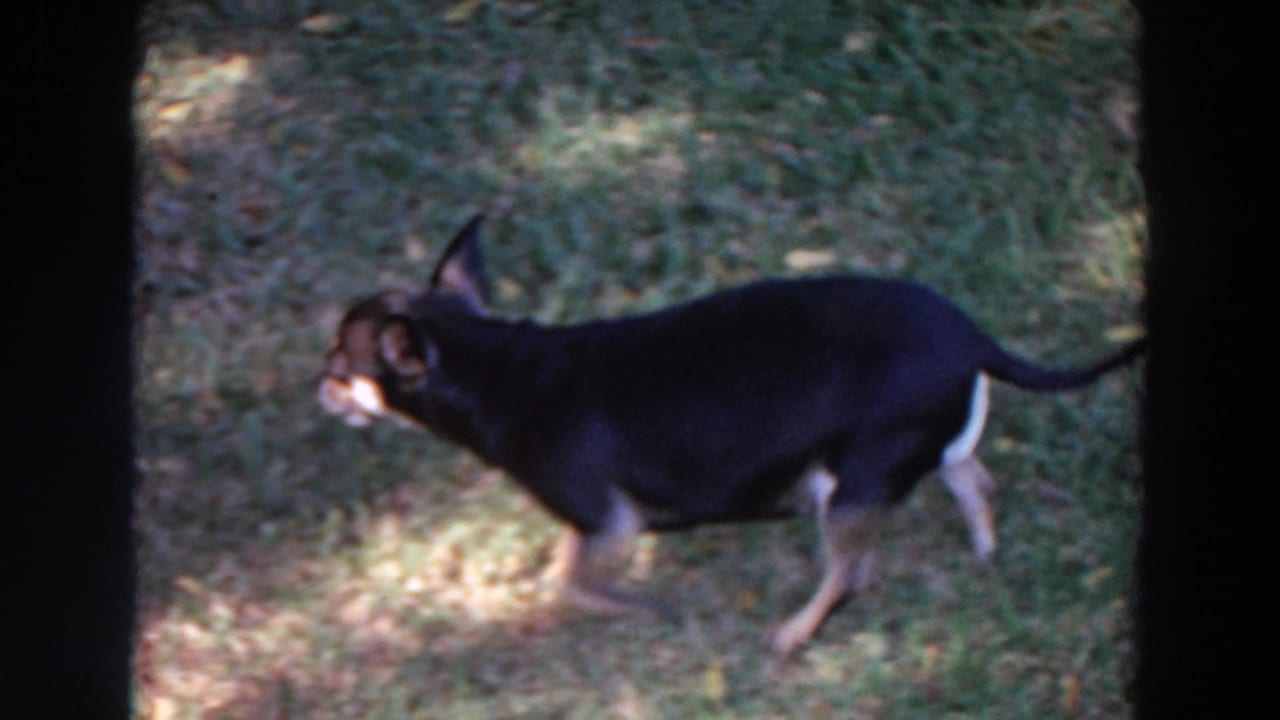 Small black-and-tan dog walking across a sunlit lawn.