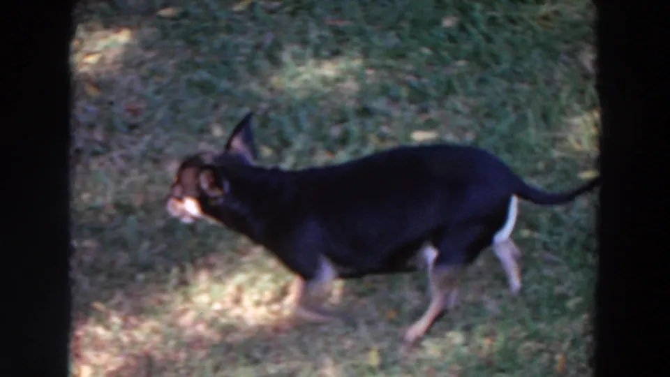 Small black-and-tan Chihuahua walks left to right across a Washington lawn in 1964 home-movie footage.