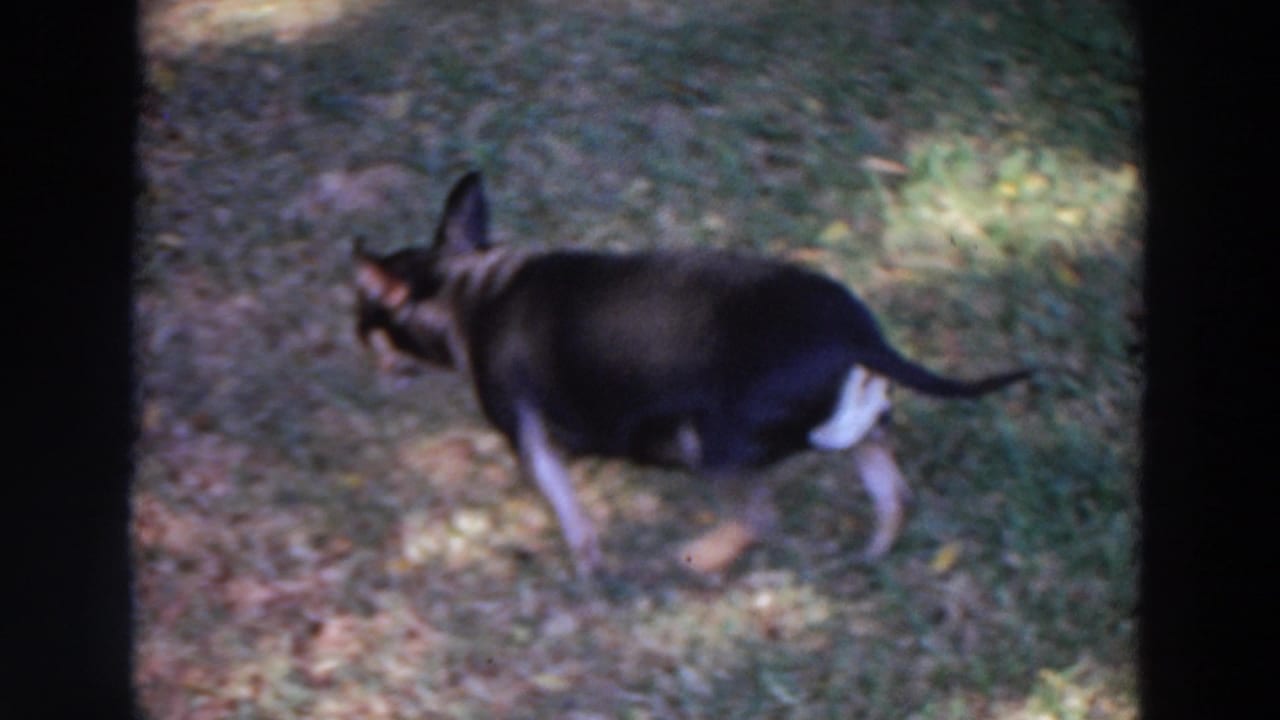 The small black-and-tan dog continues across the lawn, framed by soft 8mm exposure and dark gate edges.